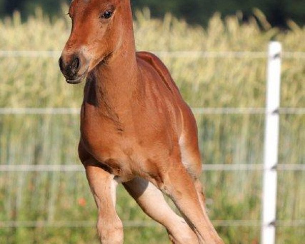 Pferd Star Sparkles Gump (Quarter Horse, 2014, von Little Gump)