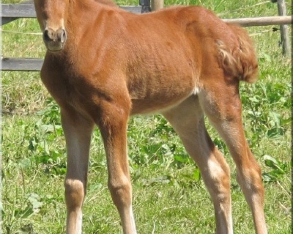 broodmare WhyNot Lafayette (German Riding Pony, 2014, from Pares von Lauterbach)