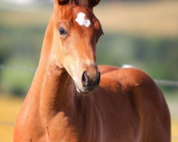 Pferd Star Wallawhiz Dunit (Quarter Horse, 2014, von Walla Walla Whiz)