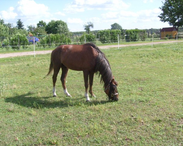 Pferd Wynfa's Cennedy (Welsh Pony (Sek.B), 2006, von Felicidad's Carino)