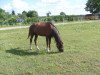 horse Wynfa's Cennedy (Welsh-Pony (Section B), 2006, from Felicidad's Carino)