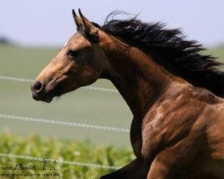 Pferd Star Shiners Dunit (Quarter Horse, 2011, von Shiners Vintage)