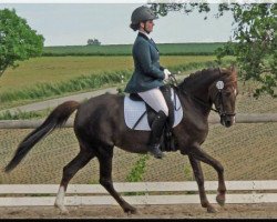 dressage horse Olala (Österreichisches Reitpony, 2002, from Mon Cheri)