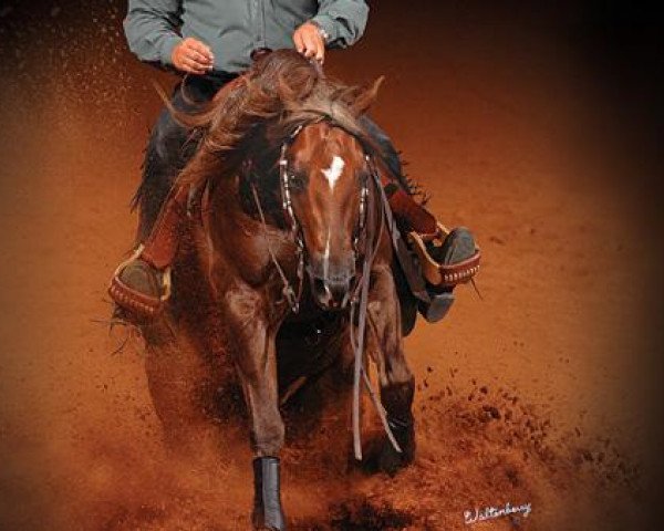 Deckhengst Walla Walla Whiz (Quarter Horse, 2003, von Topsail Whiz)