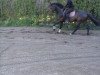 jumper Aquarell (German Sport Horse, 2011, from Arctic)