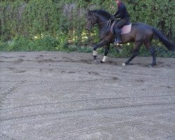 jumper Aquarell (German Sport Horse, 2011, from Arctic)