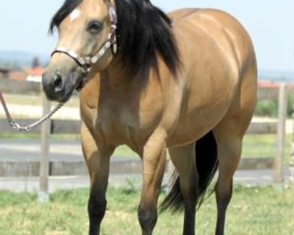 broodmare Player N Hollywood (Quarter Horse, 2005, from Hollywood Dun It)