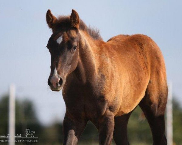 Pferd Star Topsail Dun It (Quarter Horse, 2014, von Topsail Whiz)
