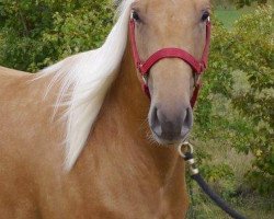 horse Star Hollywood Smart (Quarter Horse, 2013, from Smart Spook)