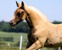 Pferd Star Showtime Whiz (Quarter Horse, 2012, von Topsail Whiz)