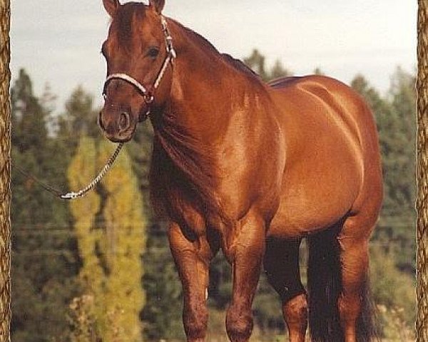 Deckhengst Great Red Pine (Quarter Horse, 1988, von Great Pine)