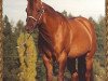 Deckhengst Great Red Pine (Quarter Horse, 1988, von Great Pine)
