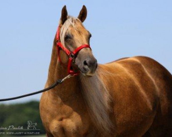 broodmare GK Hollywoodshowtime (Quarter Horse, 2005, from Hollywood Dun It)