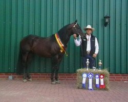 Deckhengst Flip N Rooster (Quarter Horse, 2000, von Gallo Del Cielo)