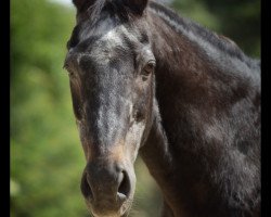 Pferd Mahatma (Deutsches Reitpferd, 1982, von Meissen xx)