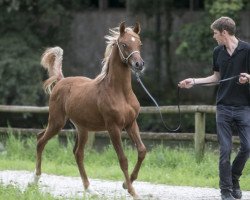 horse Maydan Al Amryan ox (Arabian thoroughbred, 2014, from Al Amryan)