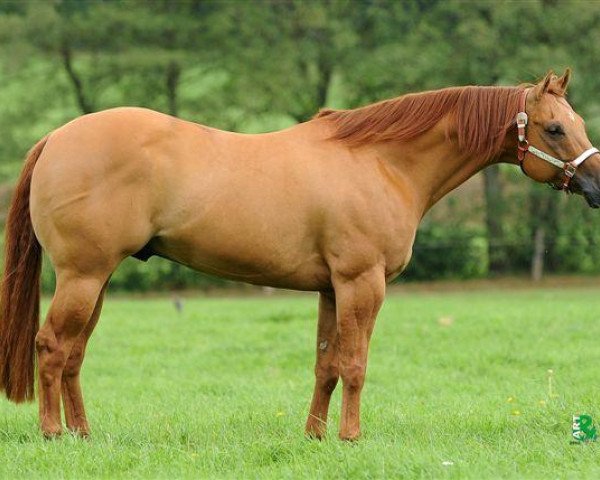 stallion Dun It On The QT (Quarter Horse, 2004, from Hollywood Dun It)