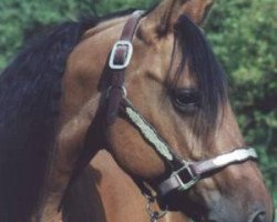 broodmare Smart Katy Rio (Quarter Horse, 1994, from Ill Be Smart)