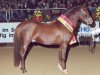 Deckhengst Elphicks Facade (Welsh Pony (Sek.B), 1983, von Tetworth Tetrarch)