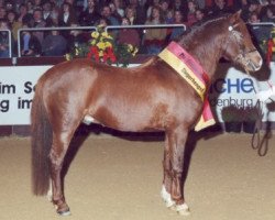 stallion Elphicks Facade (Welsh-Pony (Section B), 1983, from Tetworth Tetrarch)