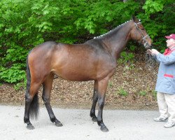 broodmare Ariella (German Sport Horse, 2007, from Contract)