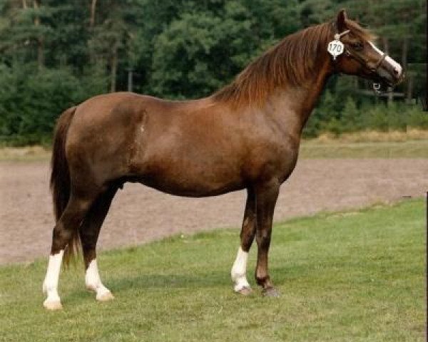 Zuchtstute Woldberg's Rachel (Welsh Pony (Sek.B), 1975, von Arkelshof's Sunlight)