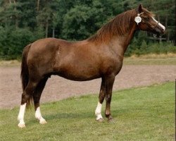 broodmare Woldberg's Rachel (Welsh-Pony (Section B), 1975, from Arkelshof's Sunlight)