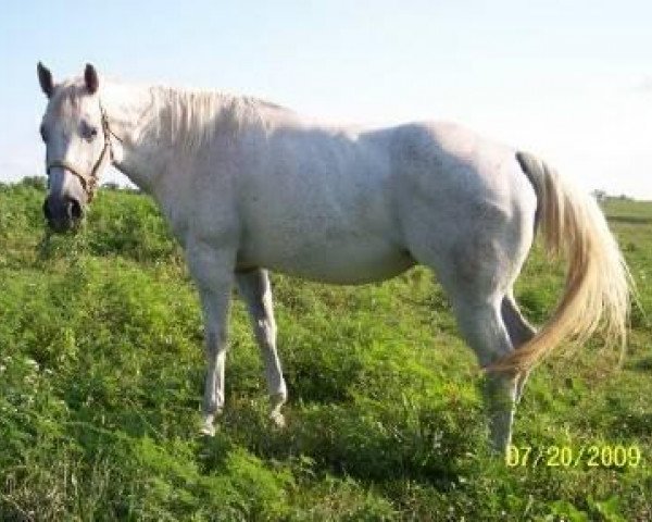 Zuchtstute MC Minnie Peppy (Quarter Horse, 2001, von Particular Peppy)