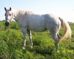 broodmare MC Minnie Peppy (Quarter Horse, 2001, from Particular Peppy)