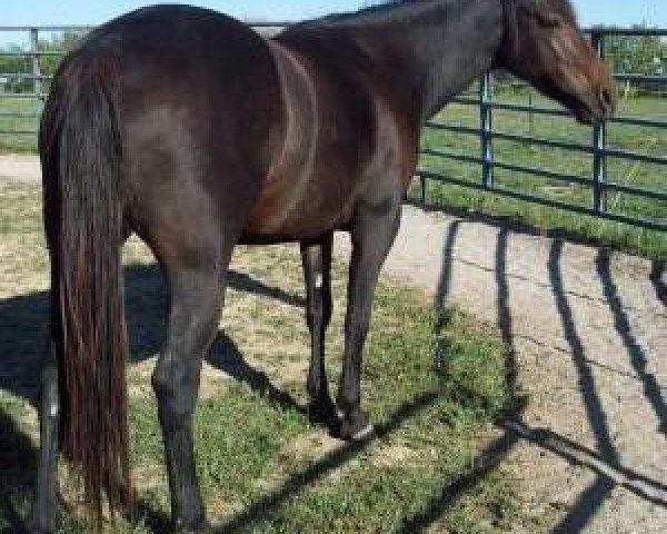 broodmare Dry Doc Josie (Quarter Horse, 2001, from El Kineno)