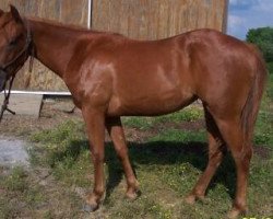 Pferd Ellie Dual (Quarter Horse, 2008, von Playin Matchmaker)