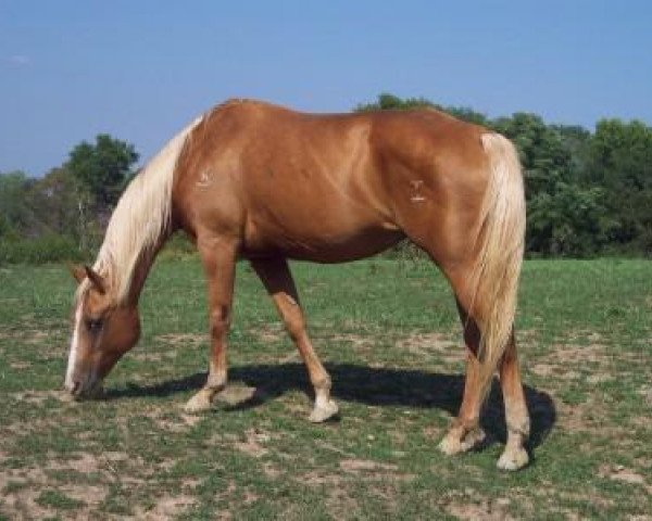 Zuchtstute Docs Golden Playgirl (Quarter Horse, 1993, von Docs Cinch Bet)