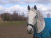 dressage horse Caramba 77 (Hanoverian, 2001, from Colway Bold xx)