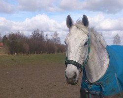 dressage horse Caramba 77 (Hanoverian, 2001, from Colway Bold xx)