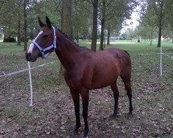 broodmare Thamarac xx (Thoroughbred, 2006, from Takin xx)