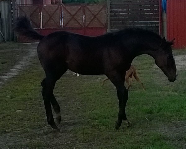 Pferd Ruby Moon (Ungarisches Warmblut, 2014, von Redako)