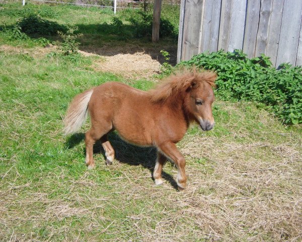 Pferd Desmond`s Tessy (Shetland Pony (unter 87 cm), 2014, von Desmond's Prince)