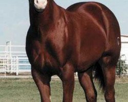 Deckhengst Frenchmans Biankus (Quarter Horse, 1999, von Frenchmans Guy)