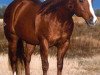 stallion Horseplayin (Quarter Horse, 1994, from Dual Pep)