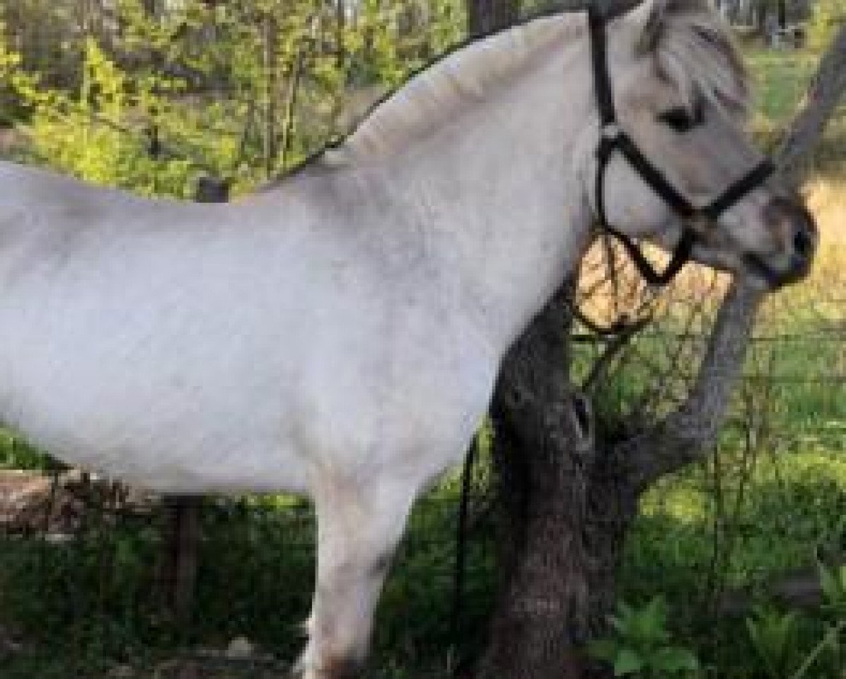 Deckhengst HF North (Fjordpferd, 2016, von Iduna Acres Ira)
