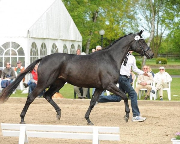 broodmare Donaublume (Trakehner, 2011, from Cousteau)