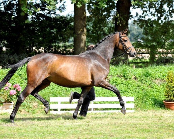 broodmare Valetta (Trakehner, 2011, from Sixtus)