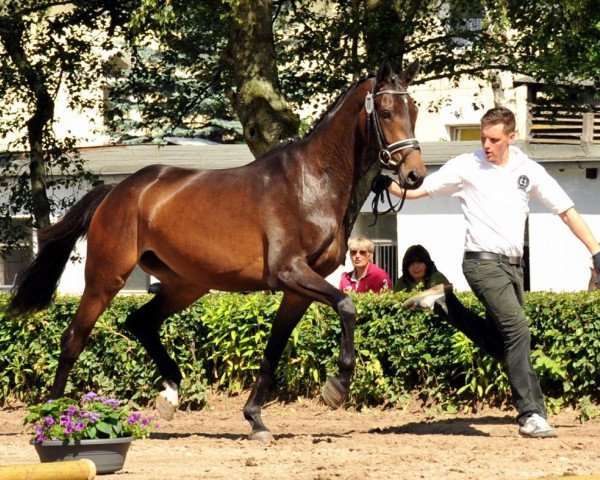 broodmare Latina (Trakehner, 2011, from Herzog)