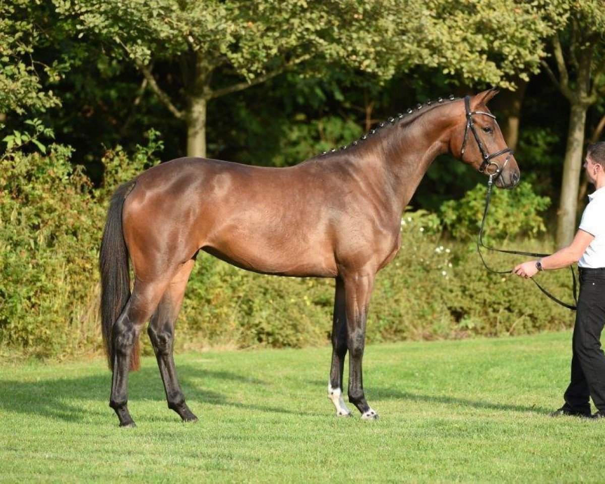 Zuchtstute Hirtengold (Trakehner, 2012, von Herbstkönig 2)