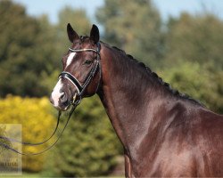 dressage horse Shido (Oldenburg, 2008, from Status Quo)