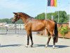 dressage horse Cousina (Trakehner, 2011, from Rheinklang)