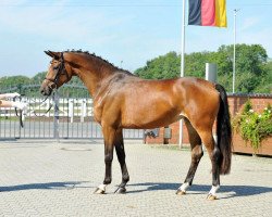 dressage horse Cousina (Trakehner, 2011, from Rheinklang)