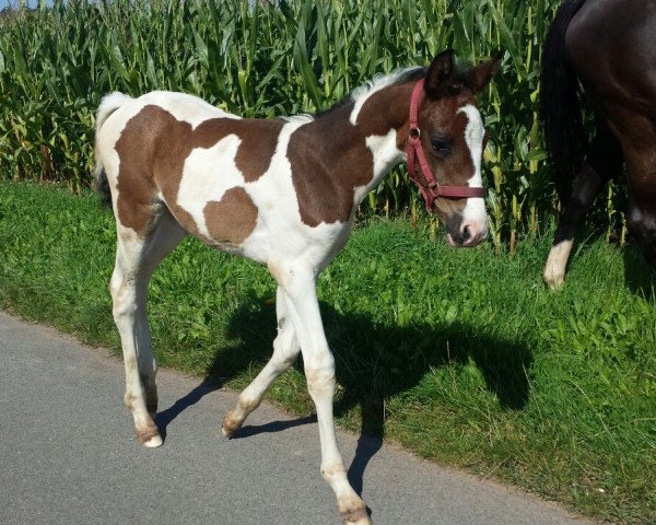 dressage horse Socke (Westphalian, 2014, from Samico F)