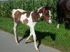 dressage horse Socke (Westphalian, 2014, from Samico F)