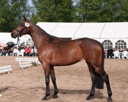 broodmare Tanzlied (Trakehner, 2011, from Herzruf)